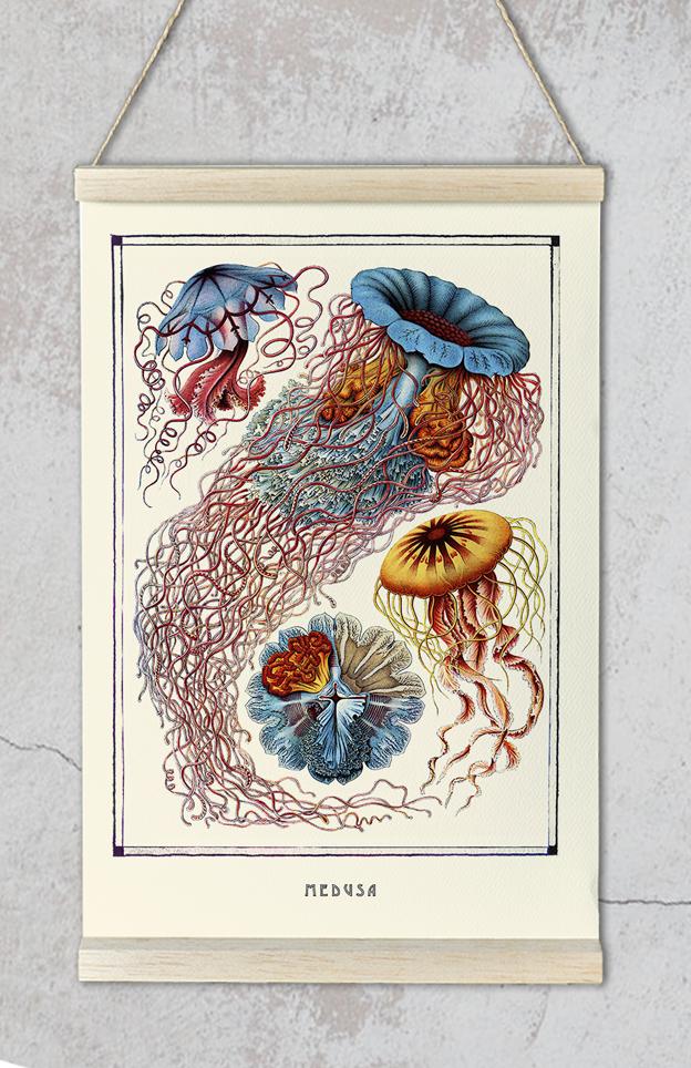 Ernest Haeckel Medusa Poster