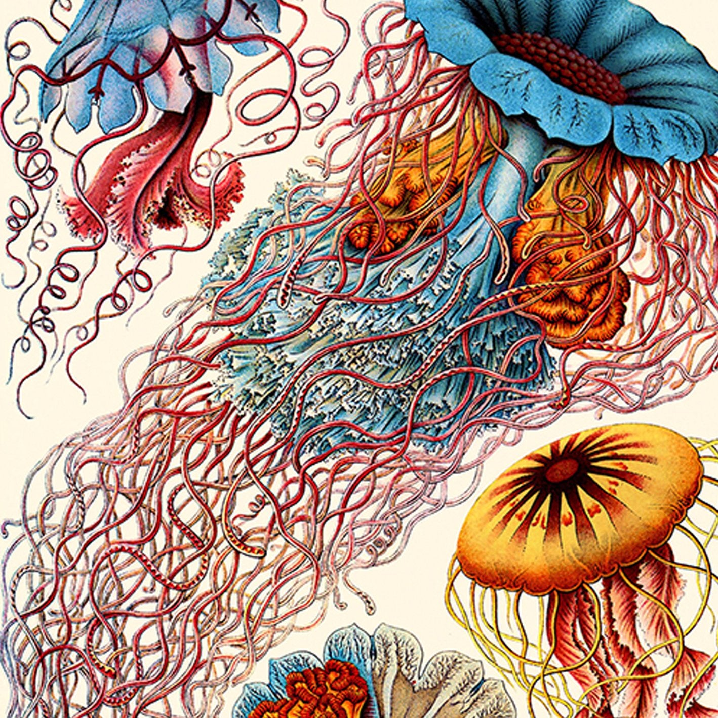 Ernest Haeckel Medusa Poster