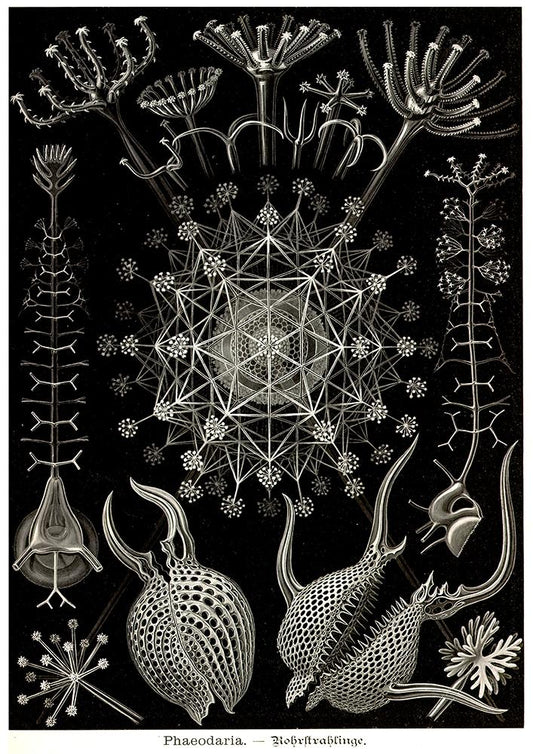 Phaeodaria by Ernest Haeckel Poster
