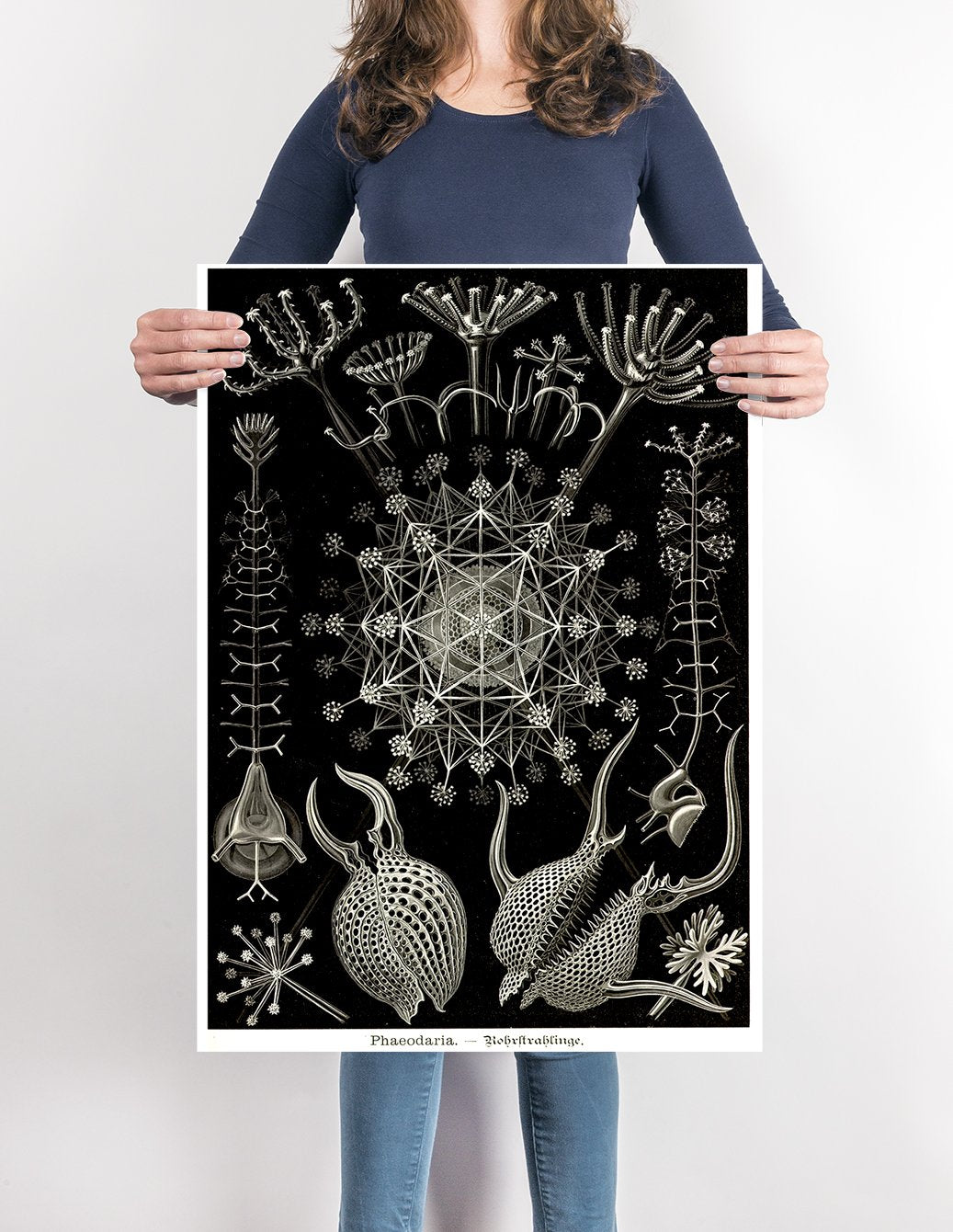Phaeodaria by Ernest Haeckel Poster