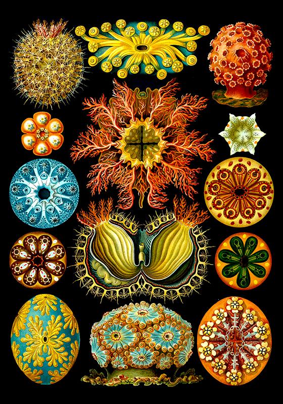 Colourful Corals Embryology by Ernst Haeckel Poster