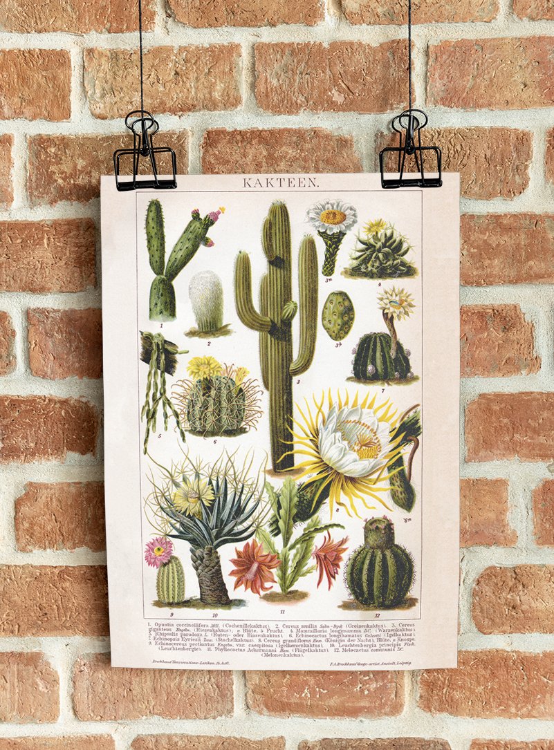 Cactus Collage Brockhaus
