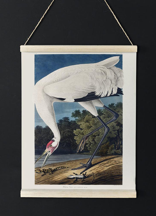 Hooping Crane from Birds of America Poster