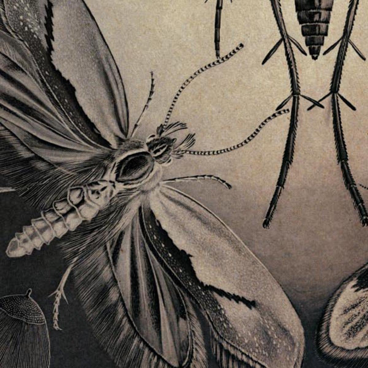 Moths by Ernst Haeckel Poster