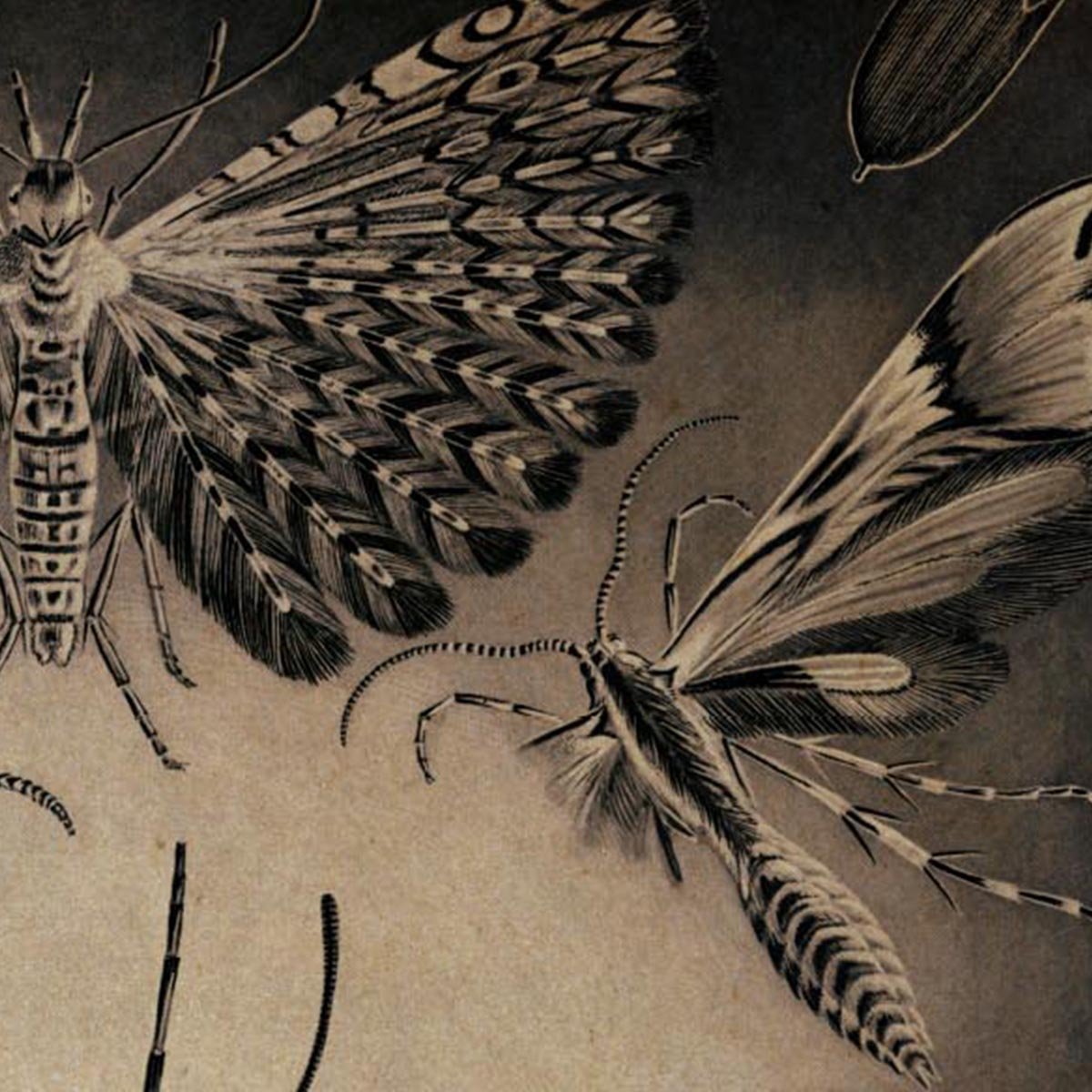 Moths by Ernst Haeckel Poster