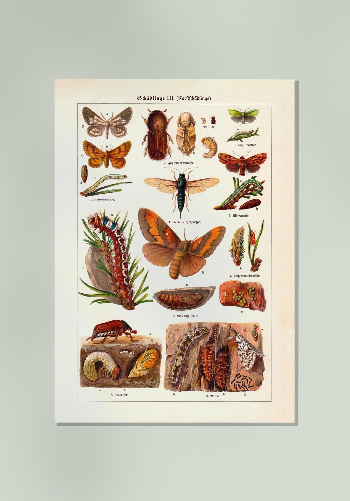 Plant Pests III Poster