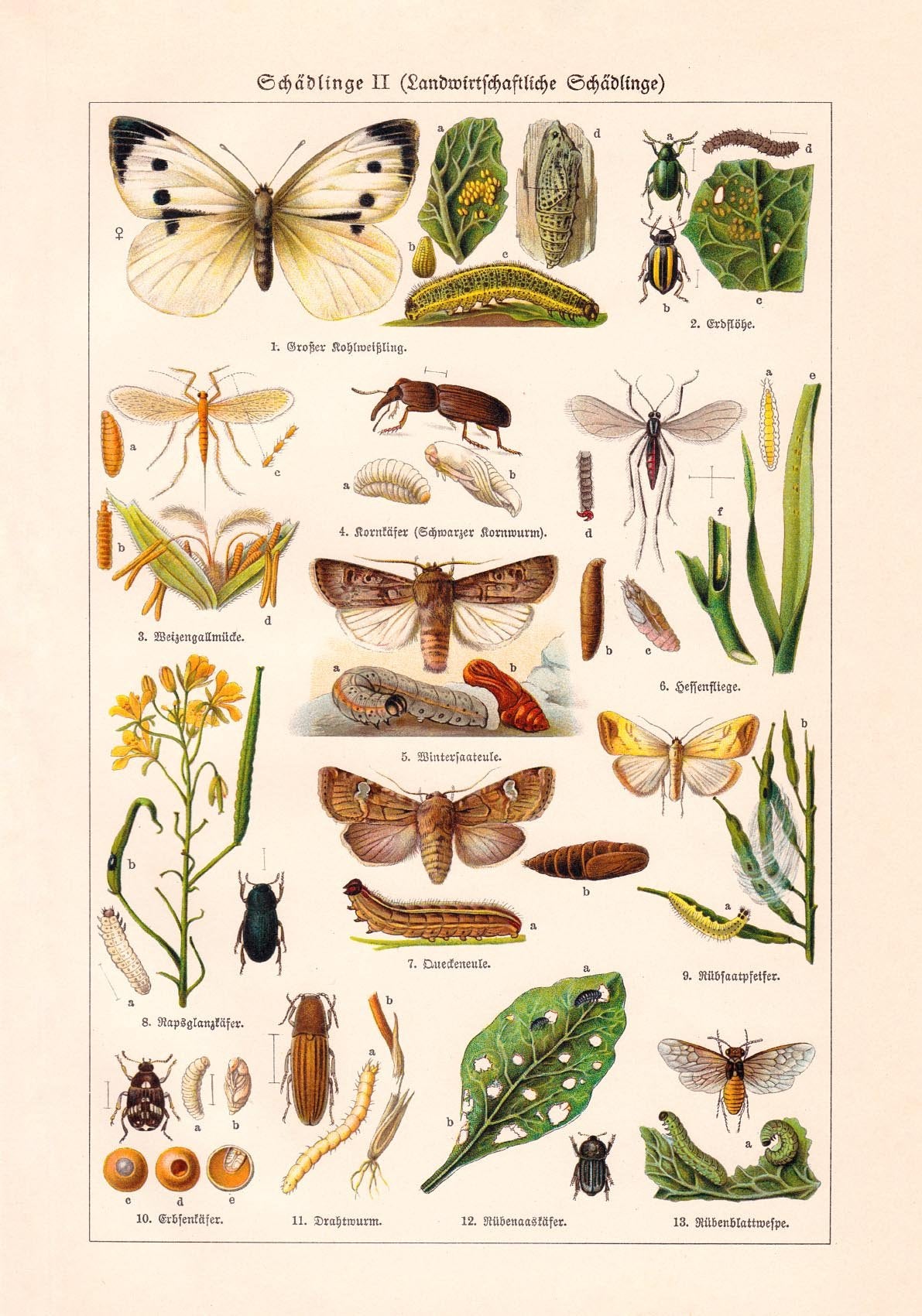 Plant Pests II Poster