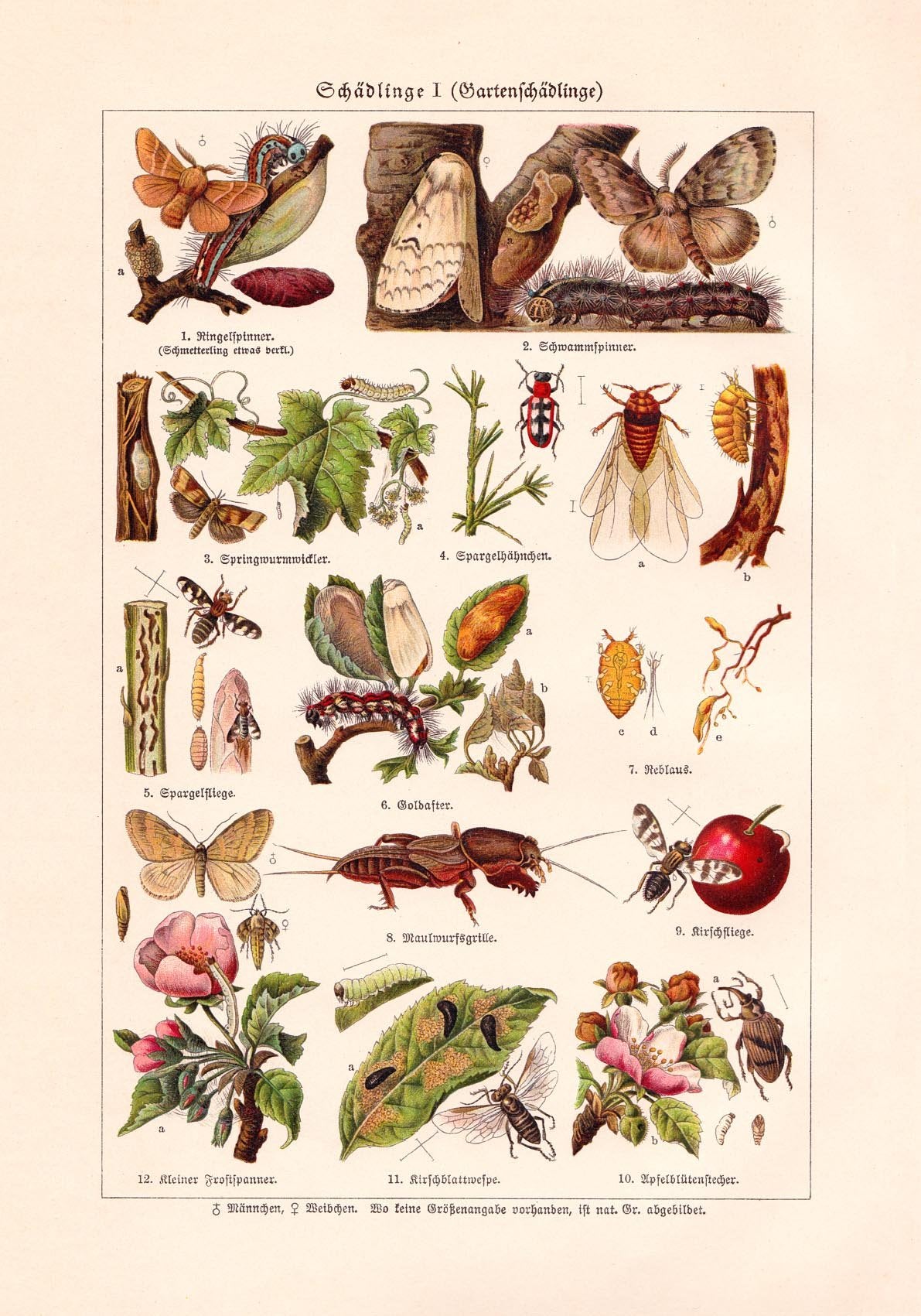 Plant Pests I Poster