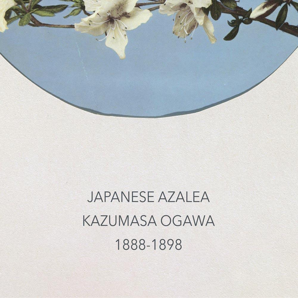 Japanese Azalea by Kazumasa Ogawa