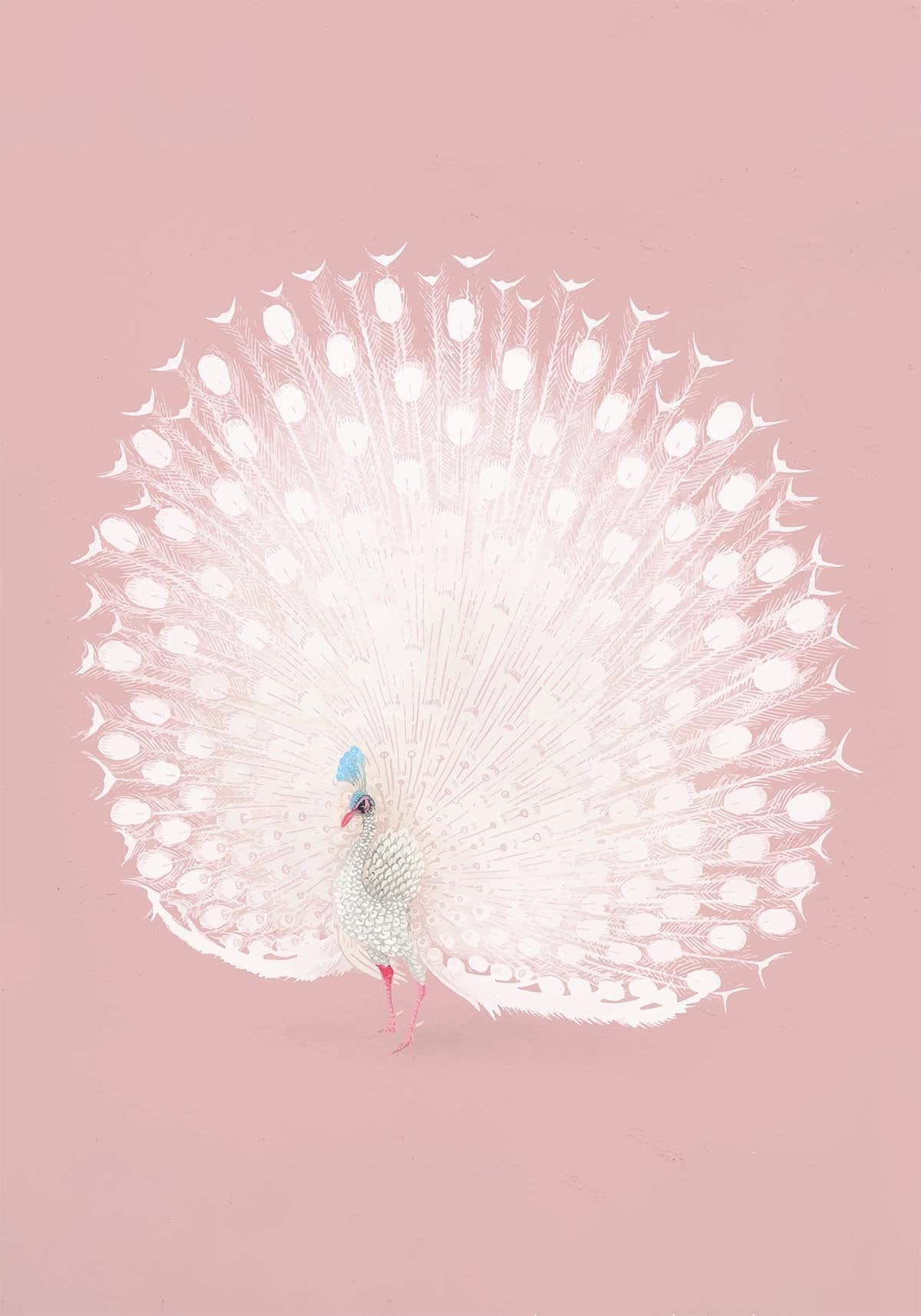 The White Peacock on Pink