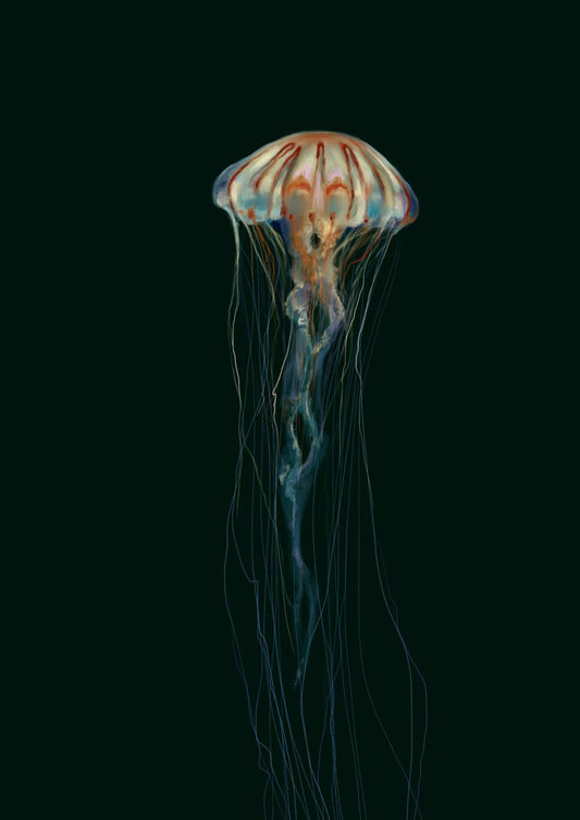 Mystic Phantom Jellyfish Wall Art Print by Julia Charlott