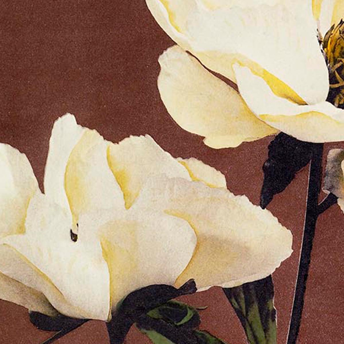 Hærdaceous Peony Nr 2  by Kazumasa Exhibition Poster