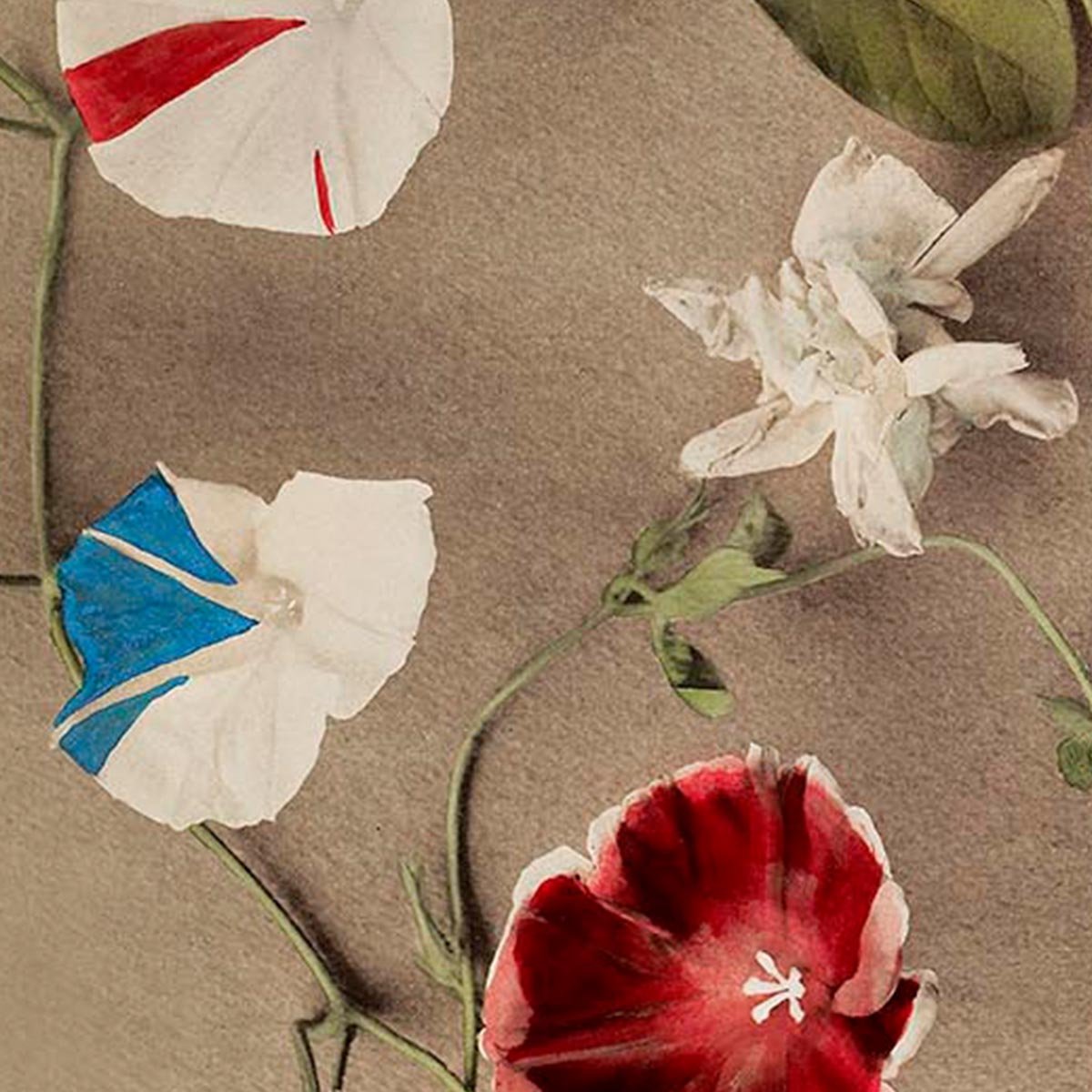 Morning Glories by Kazumasa Exhibition Poster