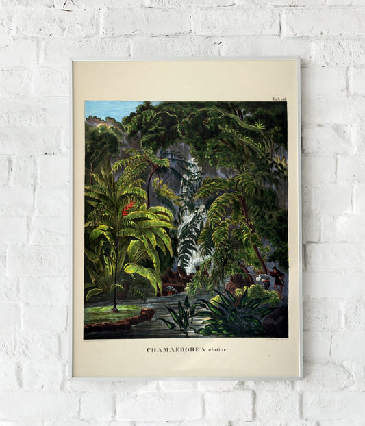Camaedorea Colorful Jungle Scene Vintage Poster
