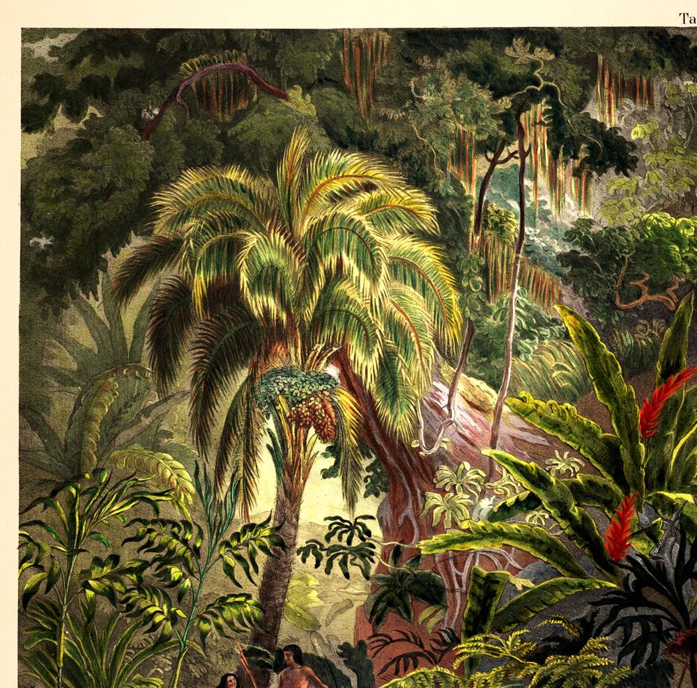 Acromia Mexicana Jungle Scene Vintage Poster