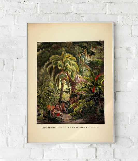 Acromia Mexicana Jungle Scene Vintage Poster