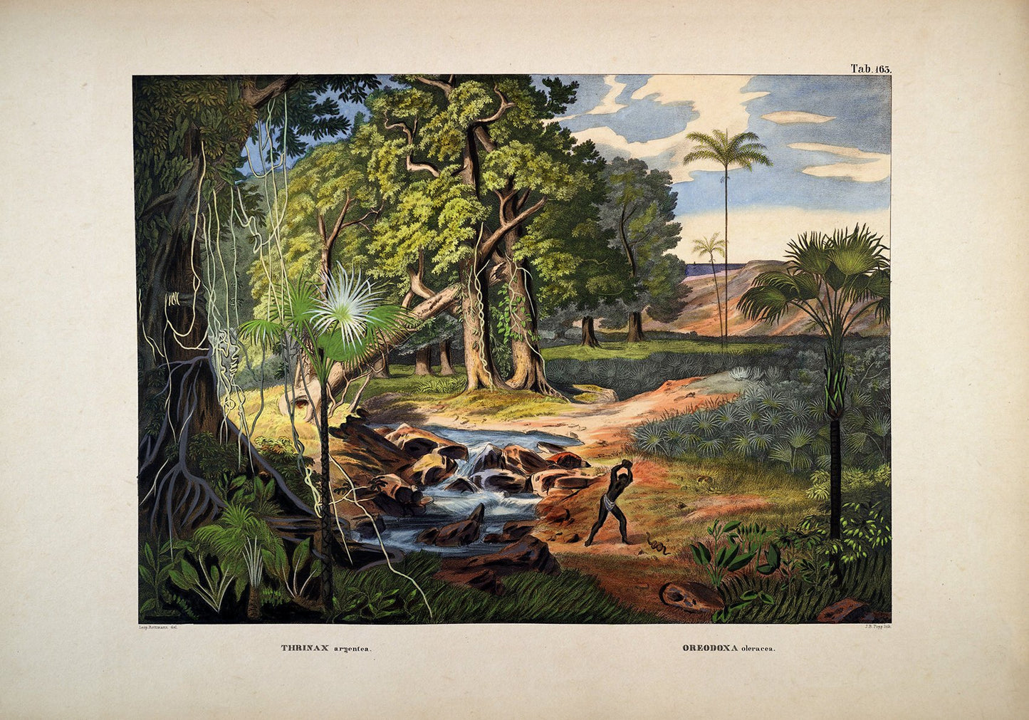 Colourful Jungle Scene Vintage Poster