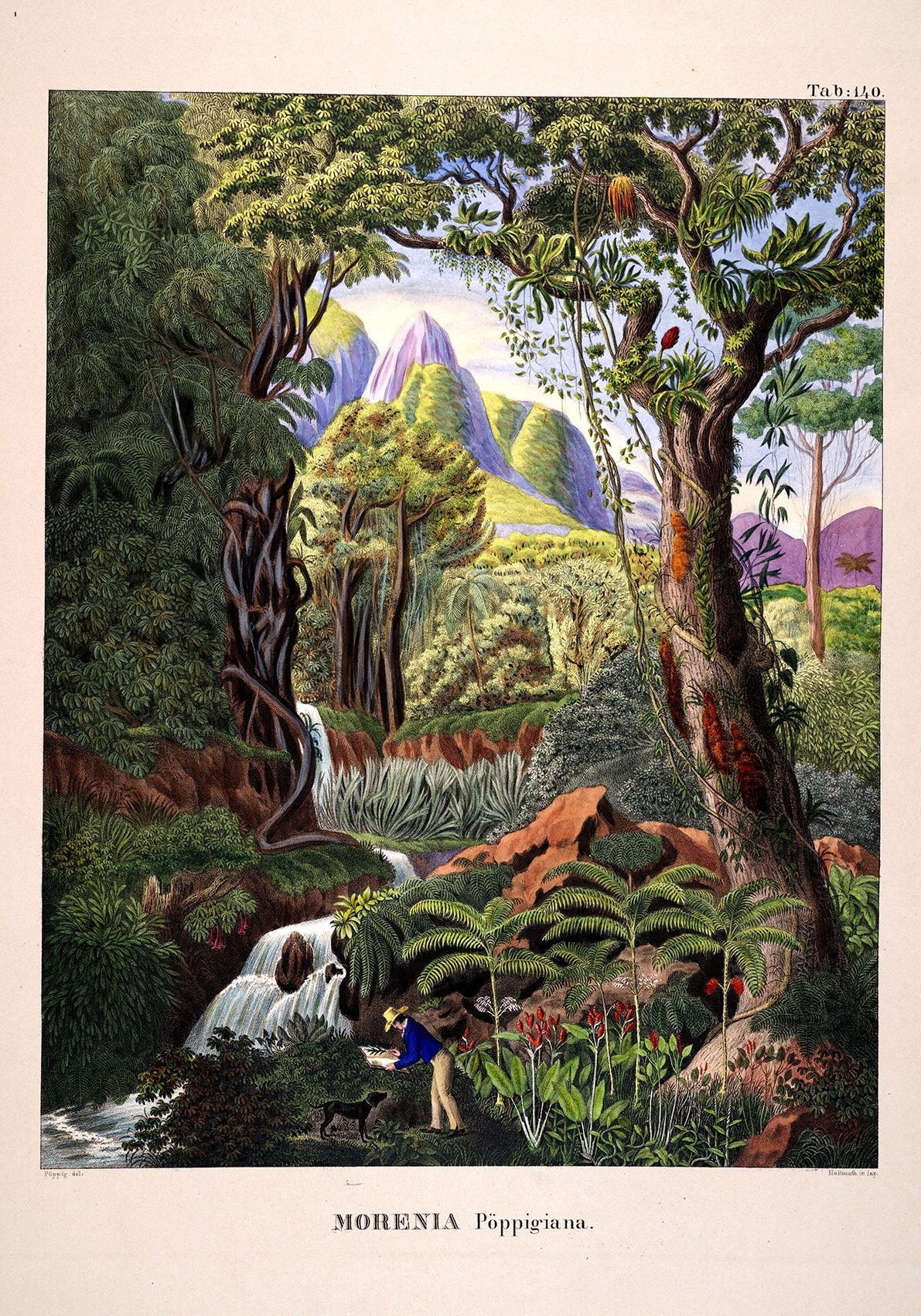 Morenia Poppigiana Jungle Scene Vintage Poster