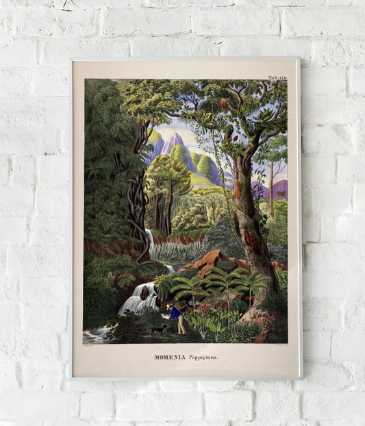 Morenia Poppigiana Jungle Scene Vintage Poster