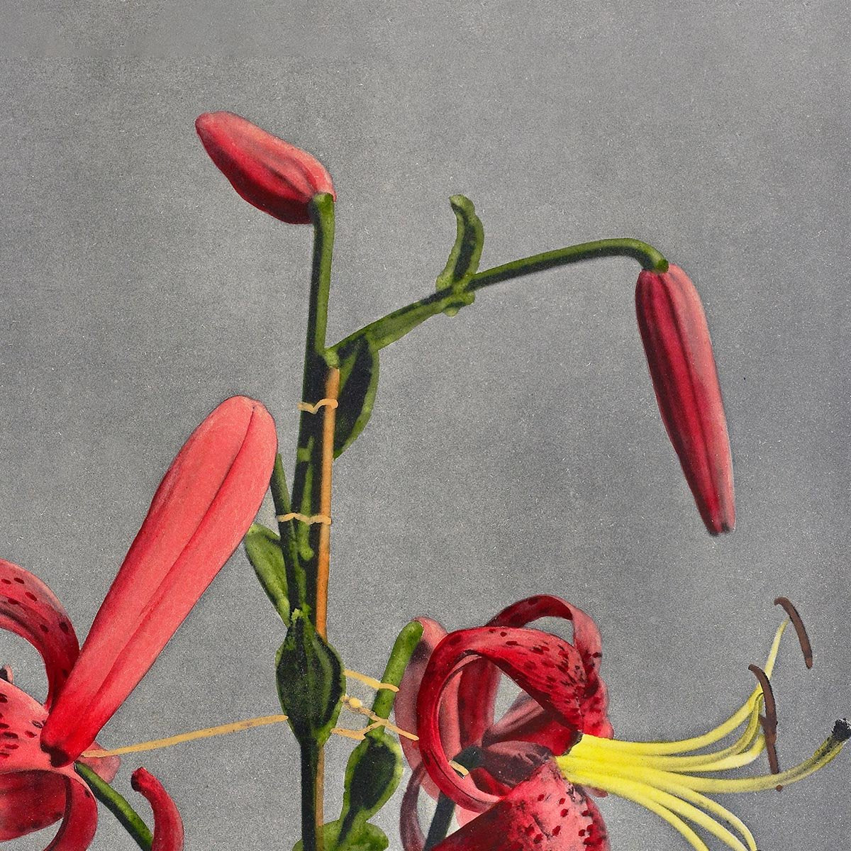 Red Lily by Ogawa Kazumasa