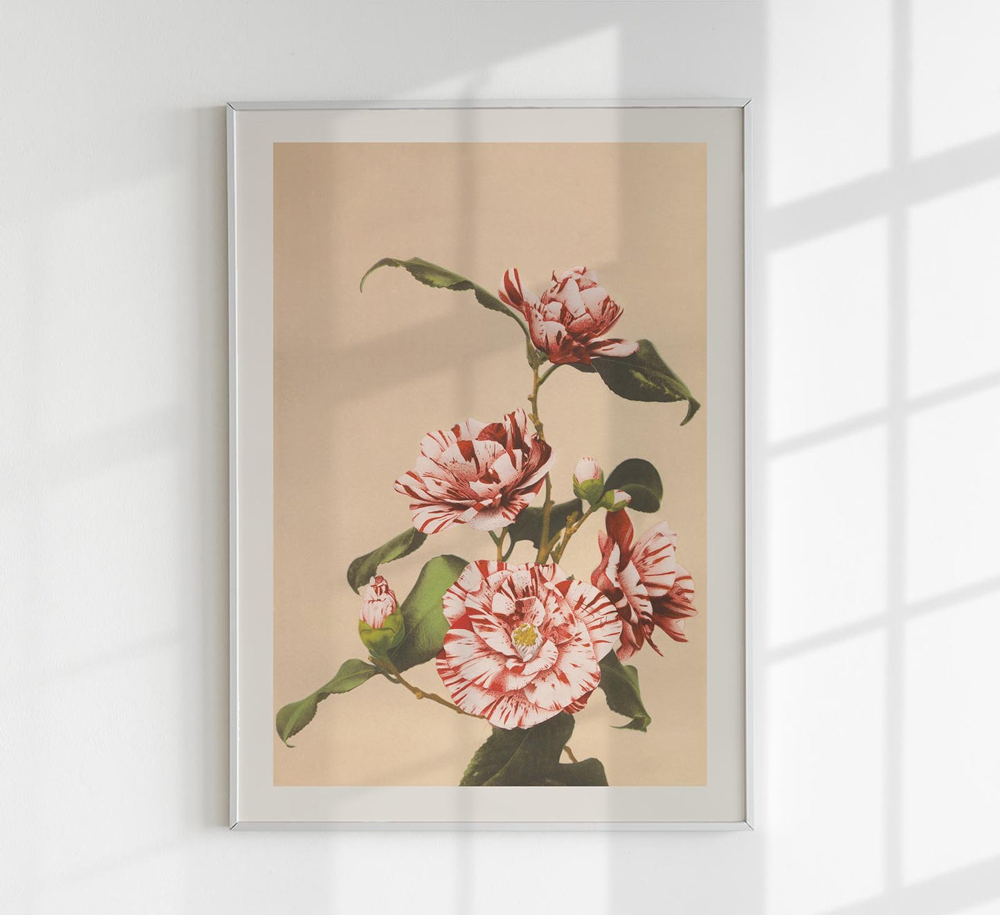 Striped Camellias by Ogawa Kazumasa