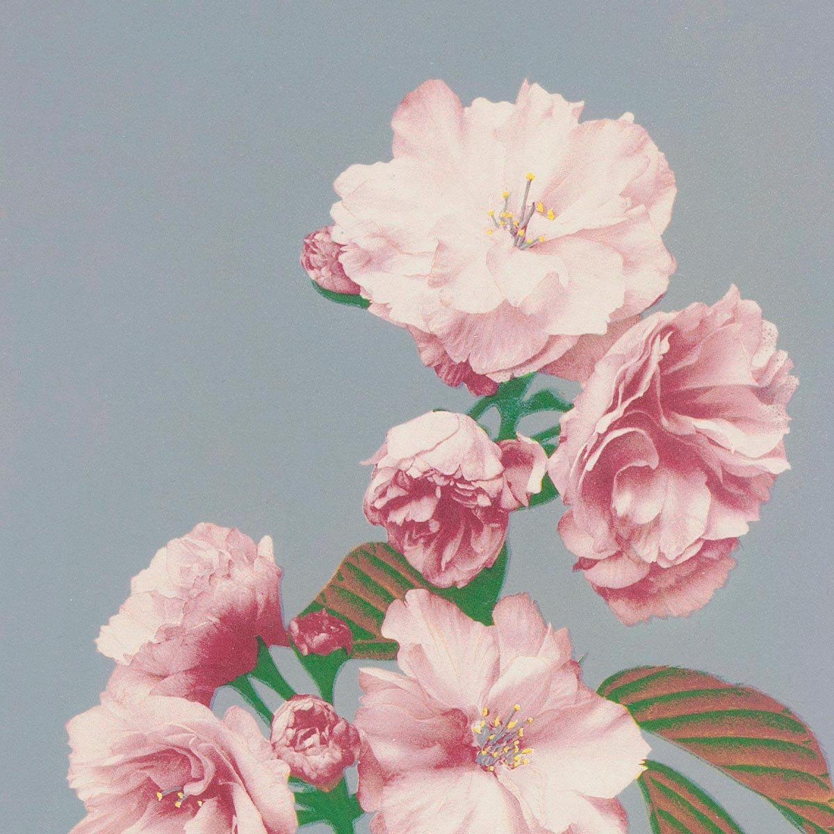 Cherry Blossom by Ogawa Kazumasa