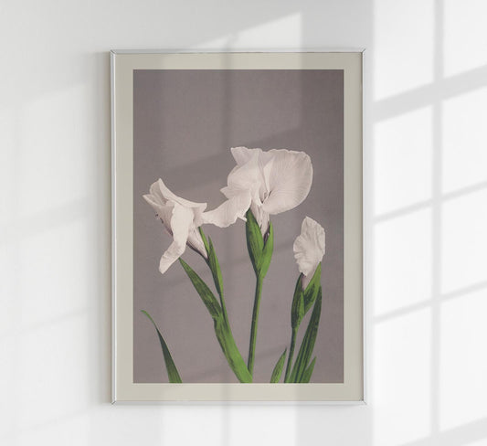 White Irises by Ogawa Kazumasa