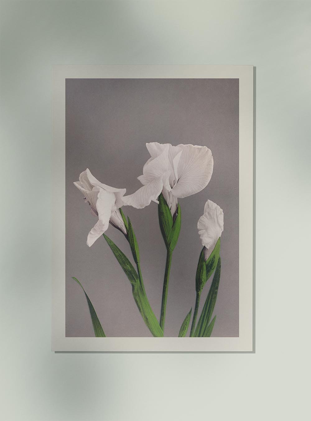 White Irises by Ogawa Kazumasa