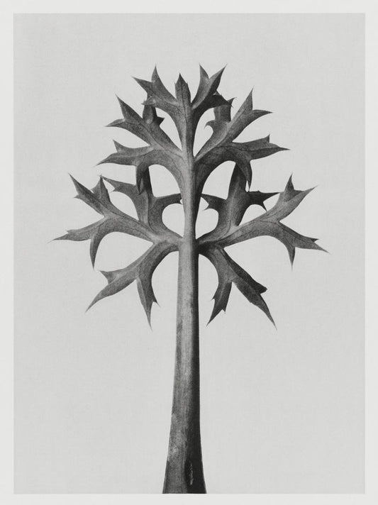 Karl Blossfeldt Plant Photogravure Nr 14