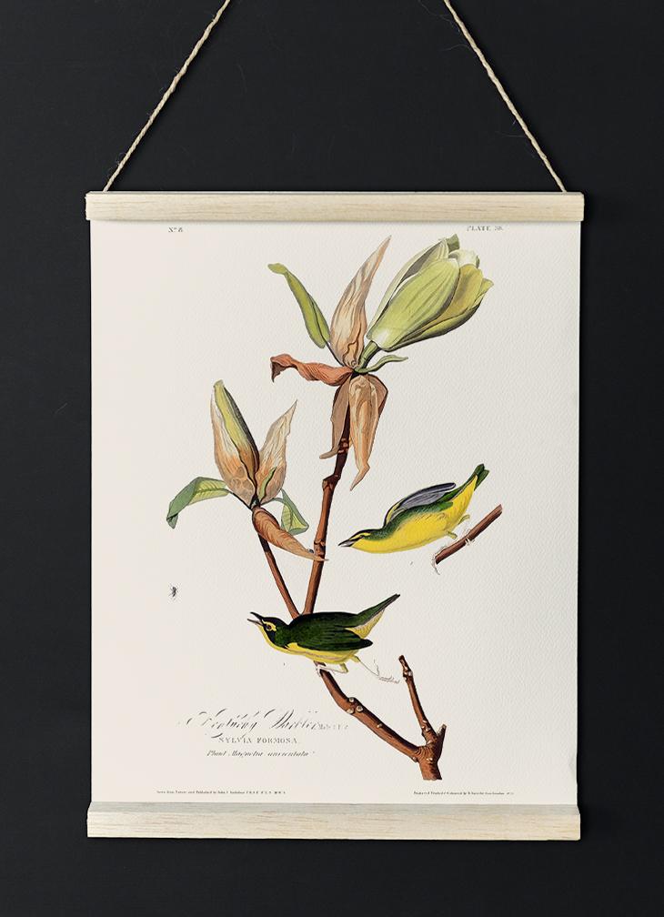 Kentucky Warbler from Birds of America Poster