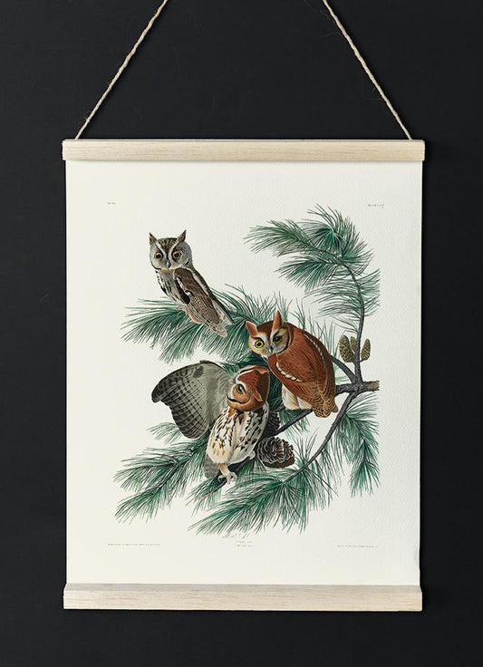 Little Screech Owl from Birds of America Poster