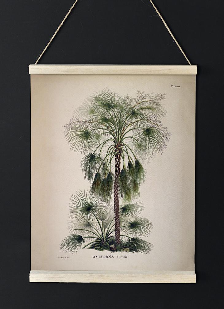 Livistona Humilis Tree Vintage Poster