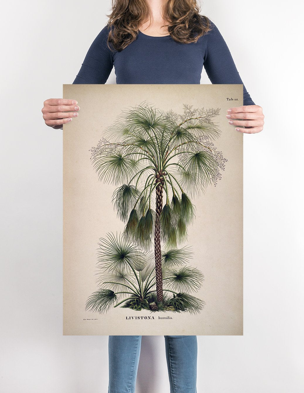 Livistona Humilis Tree Vintage Poster