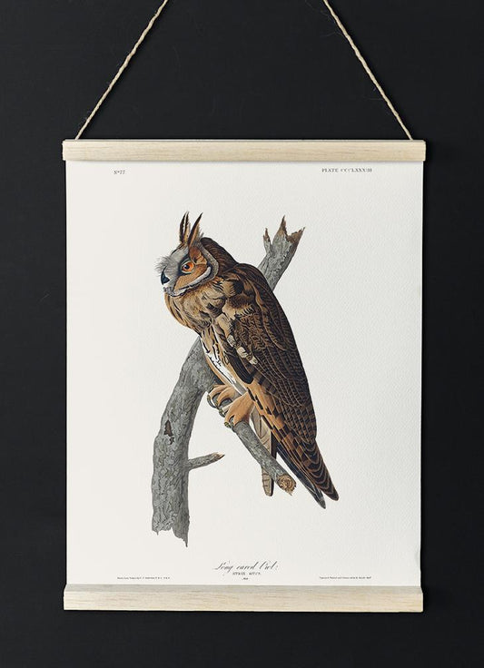 Long-eared Owl from Birds of America Poster