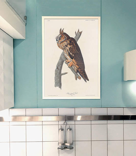Long-eared Owl from Birds of America Poster