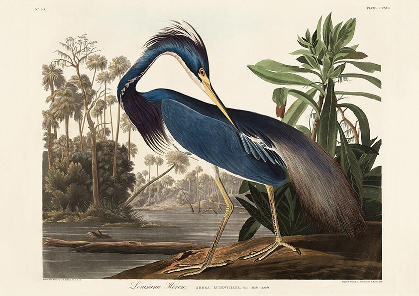 Louisiana Heron Bird Poster