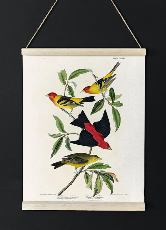 Louisiana Tanager & Scarlet Tanager from Birds of America Poster
