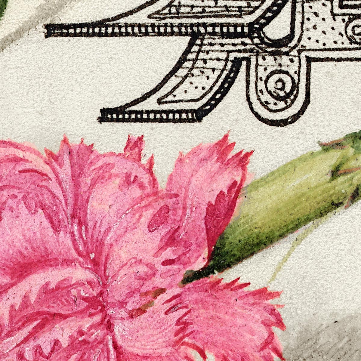 Botanical Calligraphy Poster Nr 5