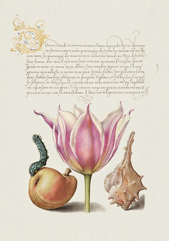 Botanical Calligraphy Poster Nr 6