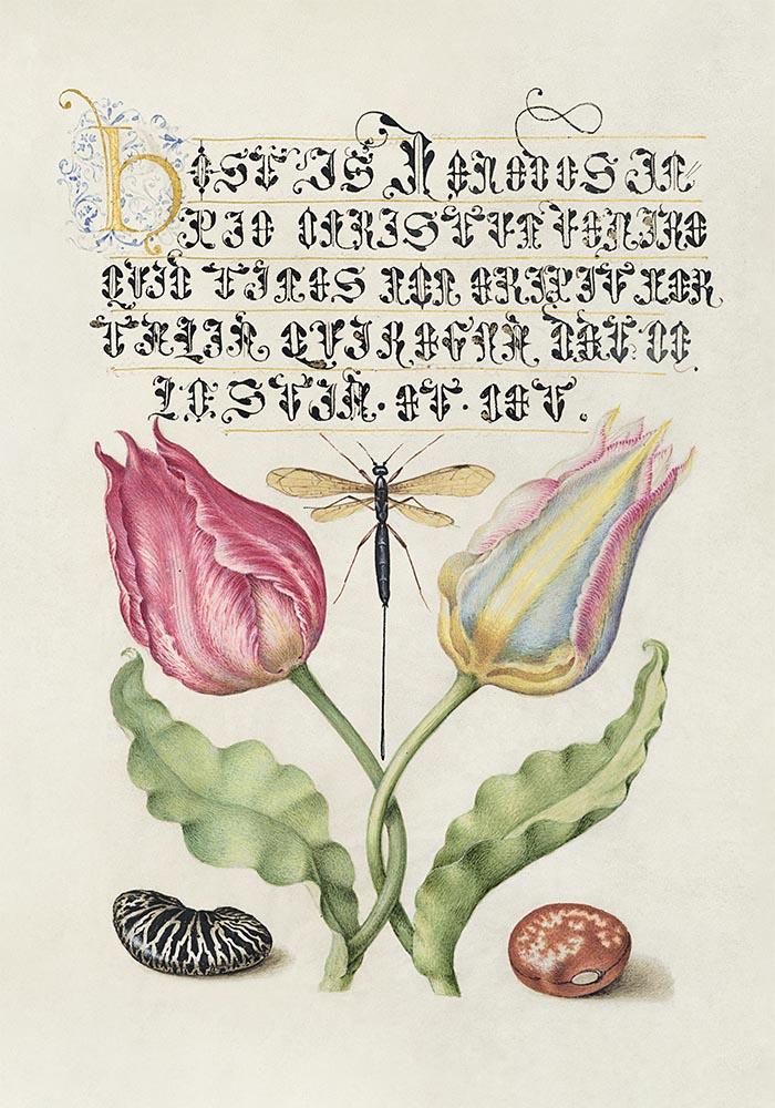 Botanical Calligraphy Poster Nr 7