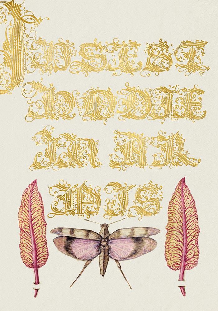 Botanical Calligraphy Poster Nr 17