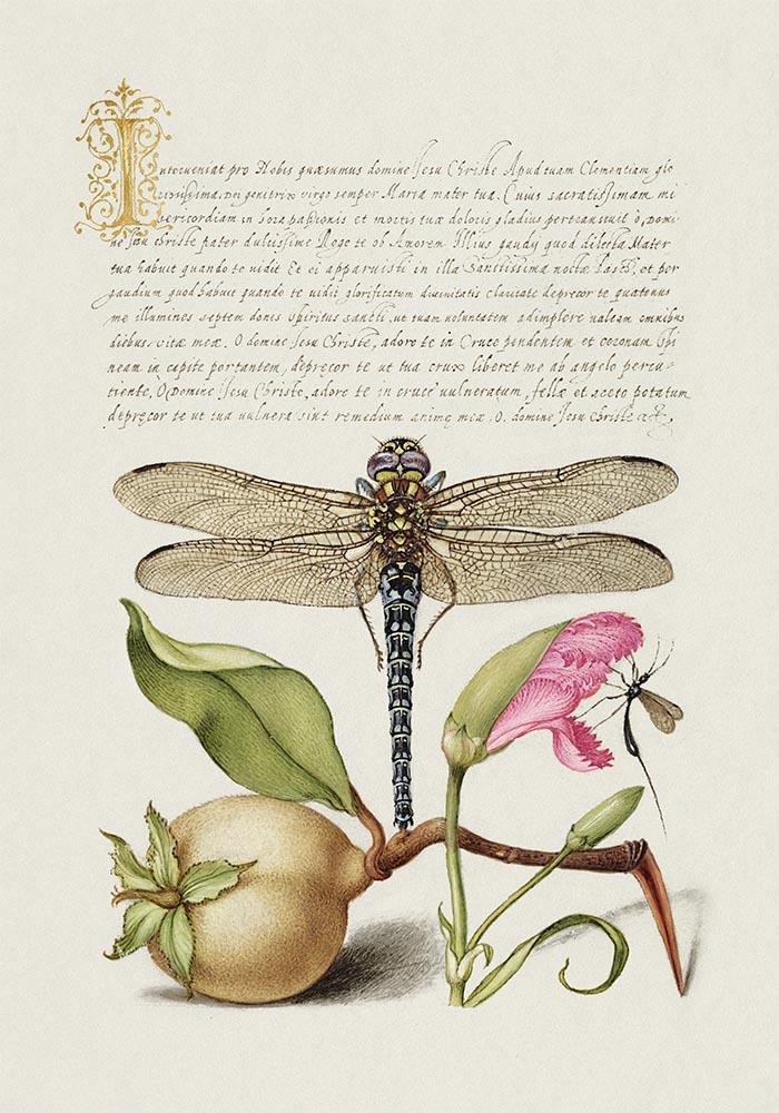 Botanical Calligraphy Poster Nr 19