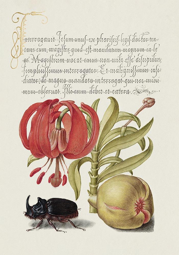 Botanical Calligraphy Poster Nr 25