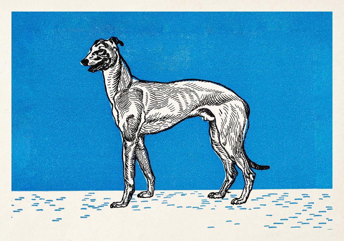 Greyhound by Moritz Jung