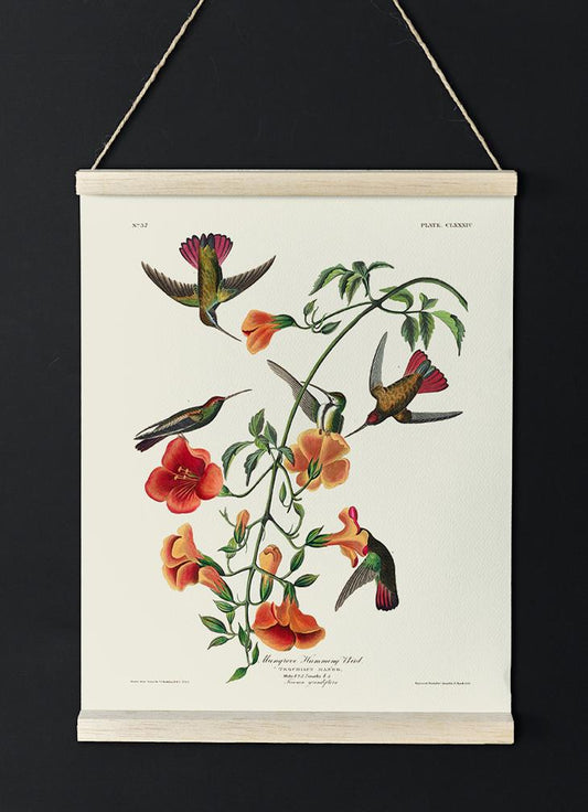 Mangrove Hummingbird from Birds of America Poster