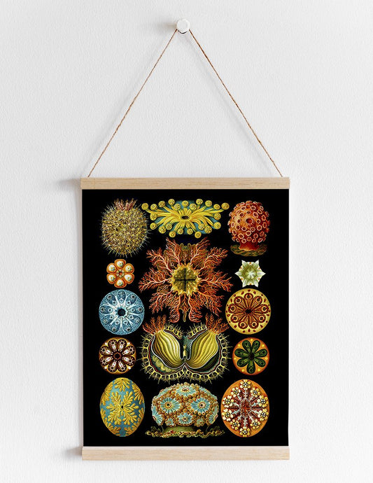 Colourful Corals Embryology by Ernst Haeckel Poster