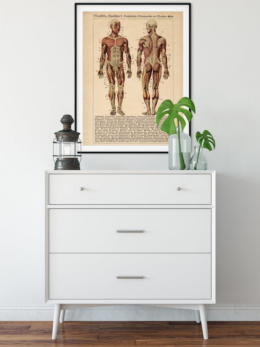Human Muscles and Bones Sepia Anatomy Poster
