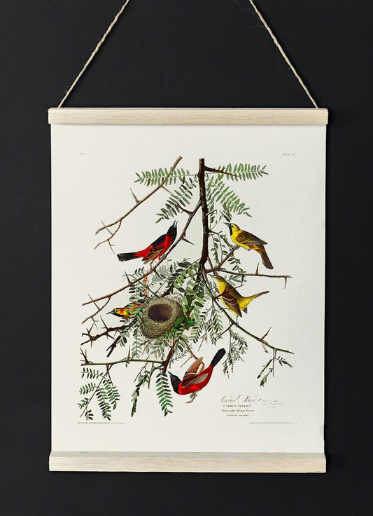 Orchan Criole from Birds of America Poster