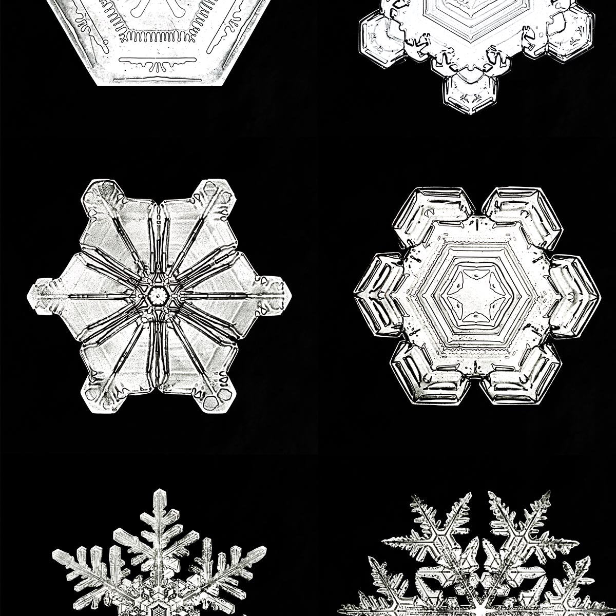 Snowflakes by Wilson Bentley