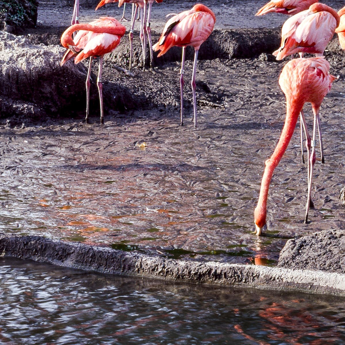 Flamingos walking around near a pond at Miami Zoo by Carol M. Highsmith